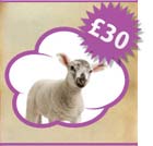 A Deal With A Difference @ Send A Cow A Deal With A Difference @ Send A Cow