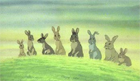 Watership Down DVD Box Set £16.14 @ Asda Entertainment Watership Down DVD Box Set £16.14 @ Asda Entertainment