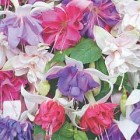 Five Giant Fuchsias &pound;5 @ Thompson & Morgan