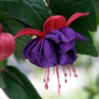 Five Giant Fuchsias &pound;5 @ Thompson & Morgan