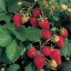 Grow Your Own Grub!