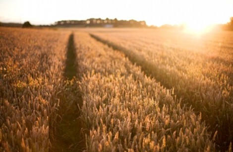Family Freebie: Hearty Oats Loaf From Hovis