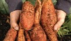GardenBargains Discount Code: 50% Off Membership Plus &pound;20 Free Seeds
