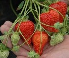 GardenBargains Discount Code: 50% Off Membership Plus &pound;20 Free Seeds