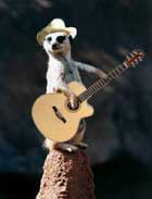 Meerkat Toy &pound;3.99 @ Play.com