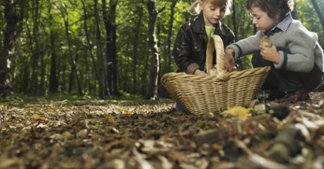Foraging For Wild Food In The City
