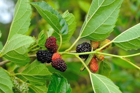 Foraging For Wild Food In The City