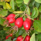 Foraging For Wild Food In The City