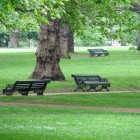Foraging For Wild Food In The City