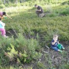 Foraging For Wild Food In The City
