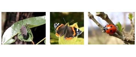 Kids Freebie: Free Wildlife Book
