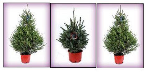 Real Christmas Trees 1p @ B&amp;Q