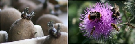 Save Money With Your Garden