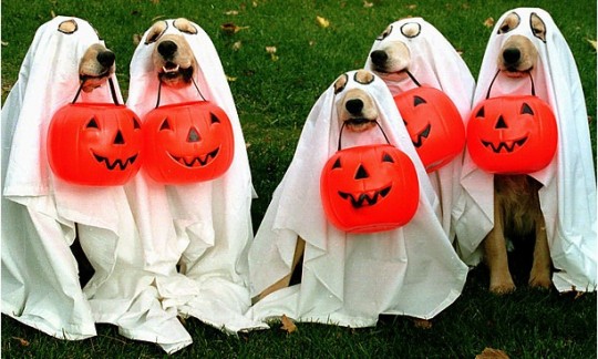 Halloween - Tricks With Your Treats Halloween - Tricks With Your Treats