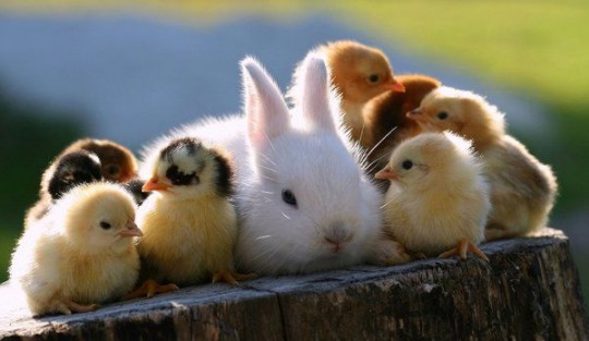 Fabulous Free Things To Do This Easter
