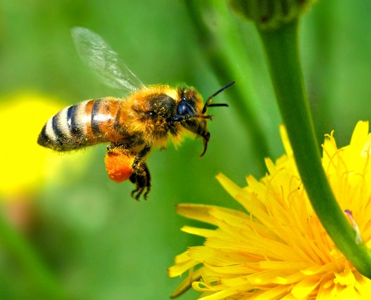 Free Seeds For Your Garden To Help The Bees @ Friends Of The Earth Free Seeds For Your Garden To Help The Bees @ Friends Of The Earth