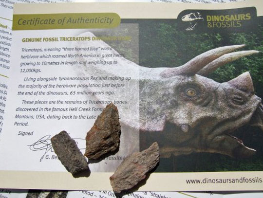 Genuine Dinosaur Fossil Party Bags (10) &pound;5.99 @ Amazon