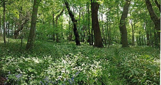 Kids Freebie: Free Diamond Jubilee Activity Pack @ The Woodland Trust
