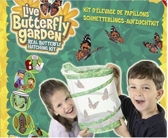 Insect Lore Live Butterfly Garden Review Insect Lore Live Butterfly Garden Review