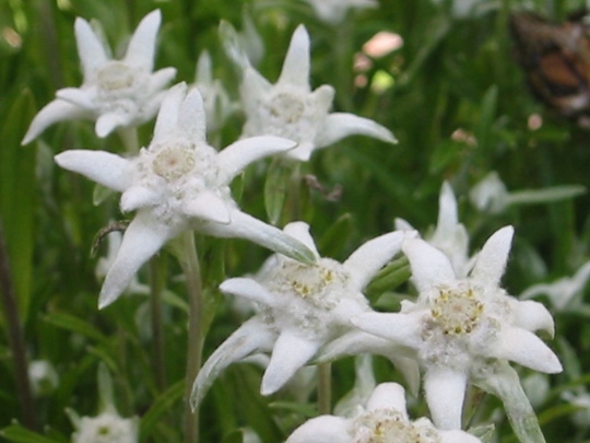 Kids Freebie: Free Edelweiss Seeds @ Switzerland Tourism