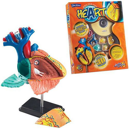 Heart Anatomy Model £5.56 @ Amazon Heart Anatomy Model £5.56 @ Amazon