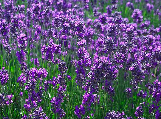 Lavender Collection (18 plants) &pound;4.95 @ Thompson &amp; Morgan 
