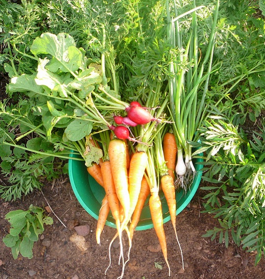 Eat Your Garden