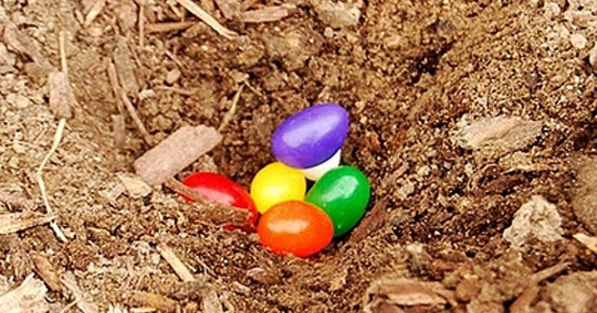 Plant Jelly Beans!