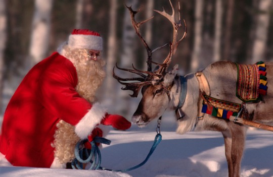 reindeer