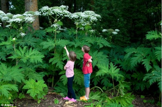 giant hogweed pic pm