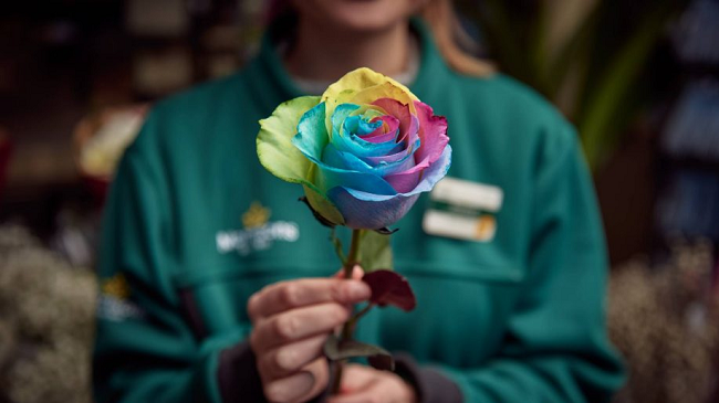 (UF) Morrisons Are Selling Rainbow Roses For Valentine's Day