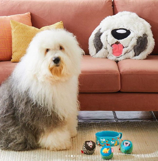 Disney Dogs Collection