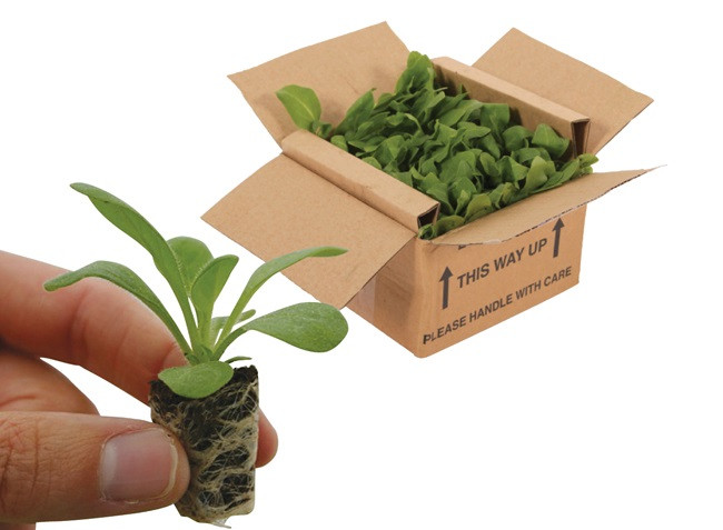 40 Free Lavender Hidcote Plant Plugs in a box