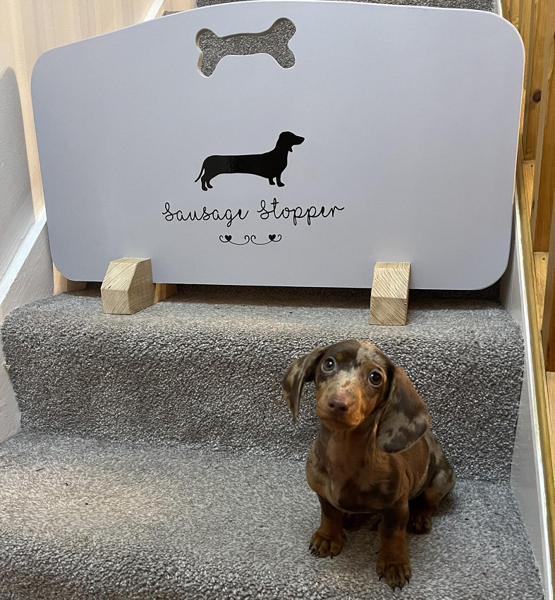 Sausage dogs on stairs hotsell